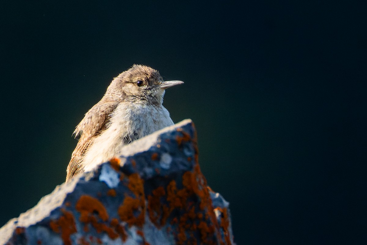 Rock Wren - ML637436106