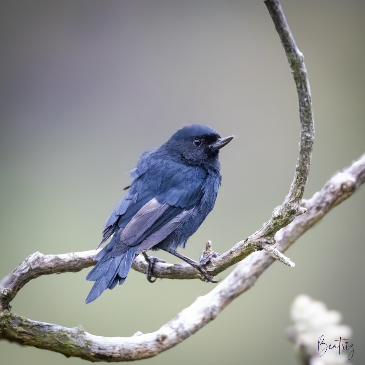 Black Flowerpiercer - ML637436143