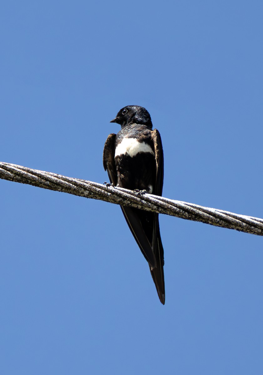 White-banded Swallow - ML637436147