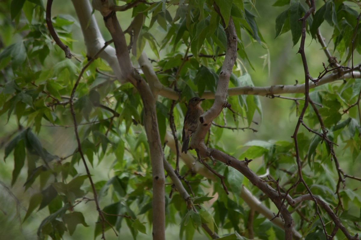 Eastern Bluebird - ML637436267