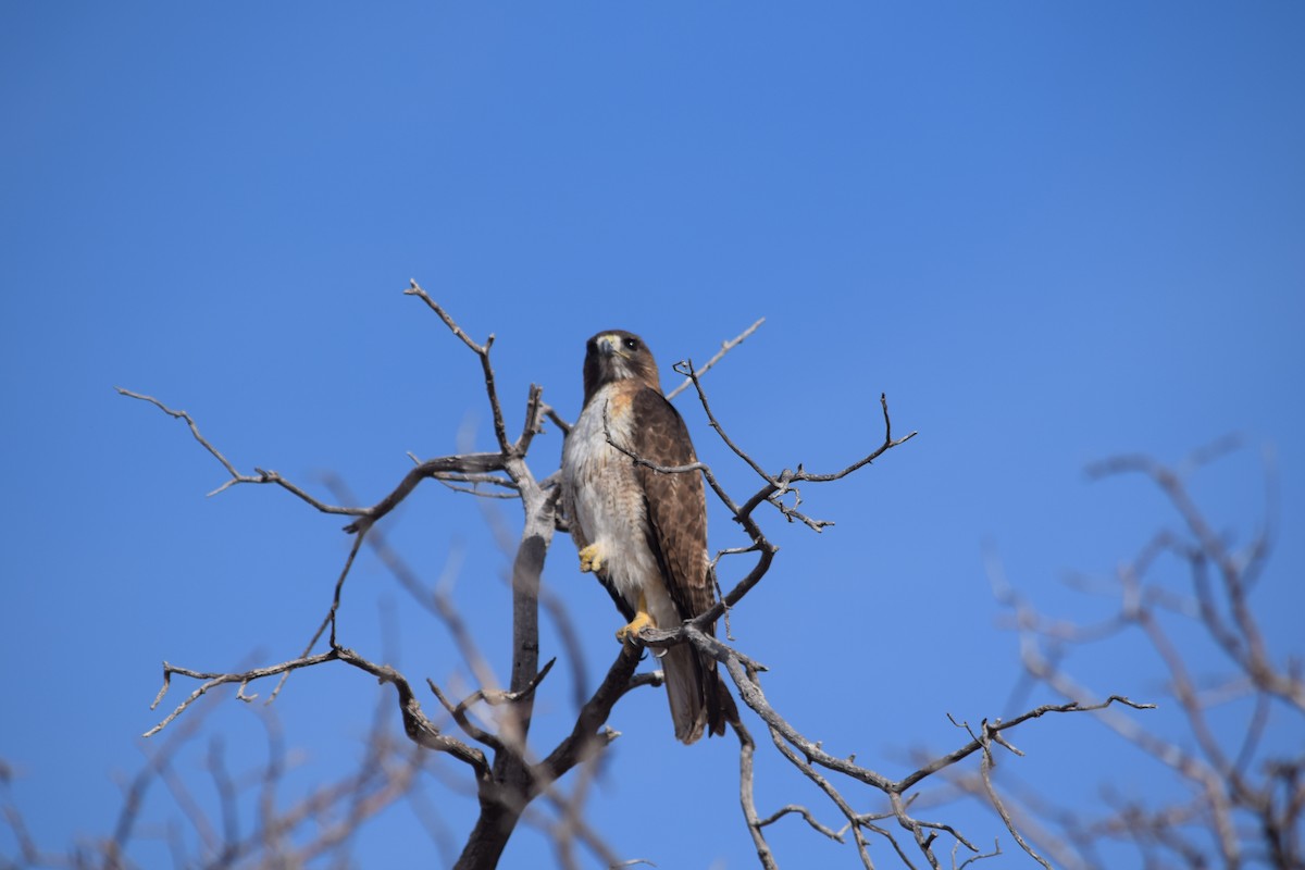 Red-tailed Hawk - ML637436317