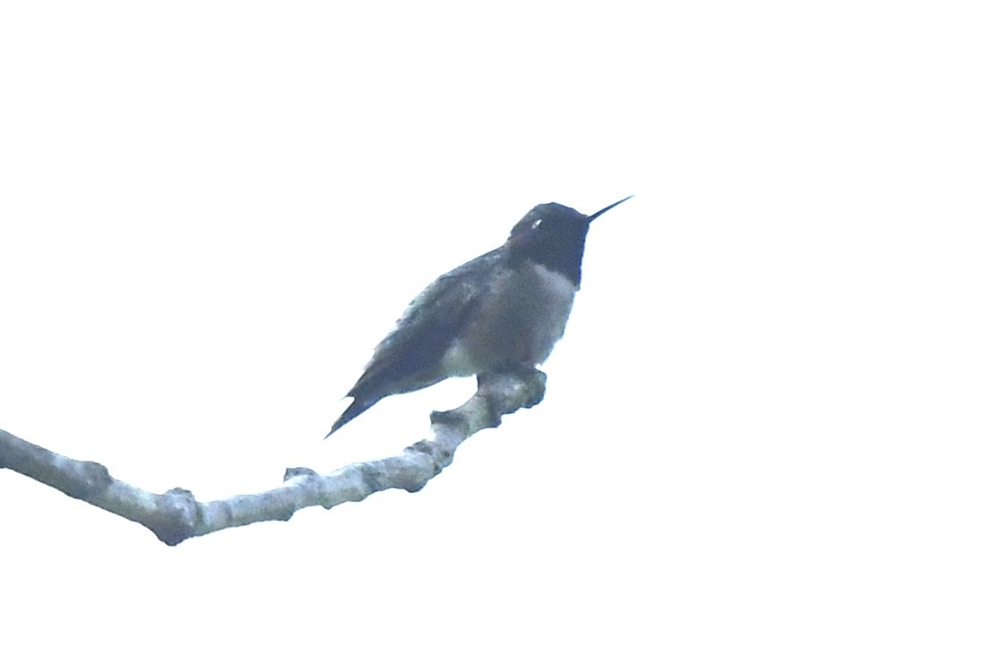 Ruby-throated Hummingbird - ML637436352