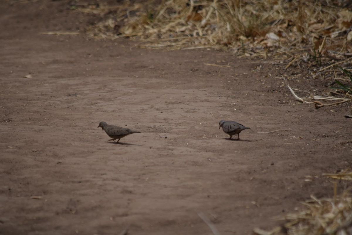 Common Ground Dove - ML637436370