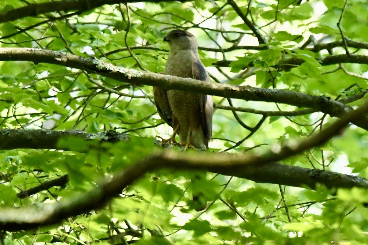 Cooper's Hawk - ML637436386