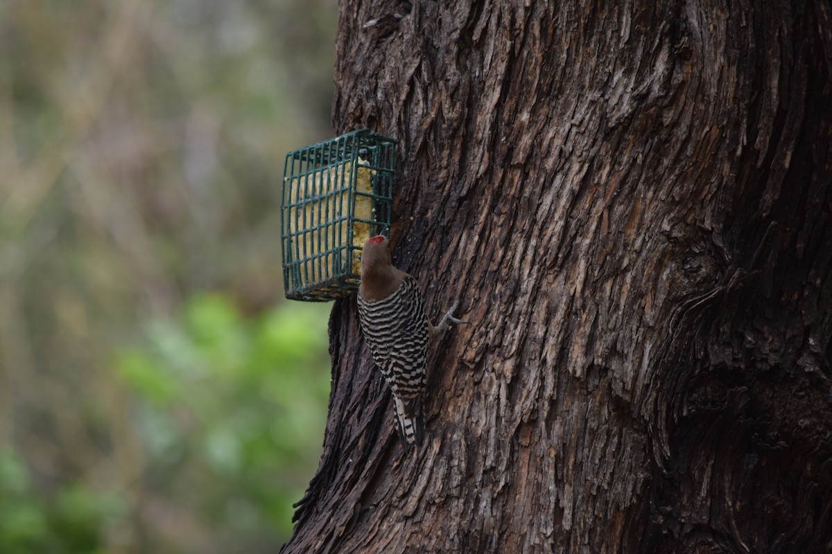 Gila Woodpecker - ML637436390