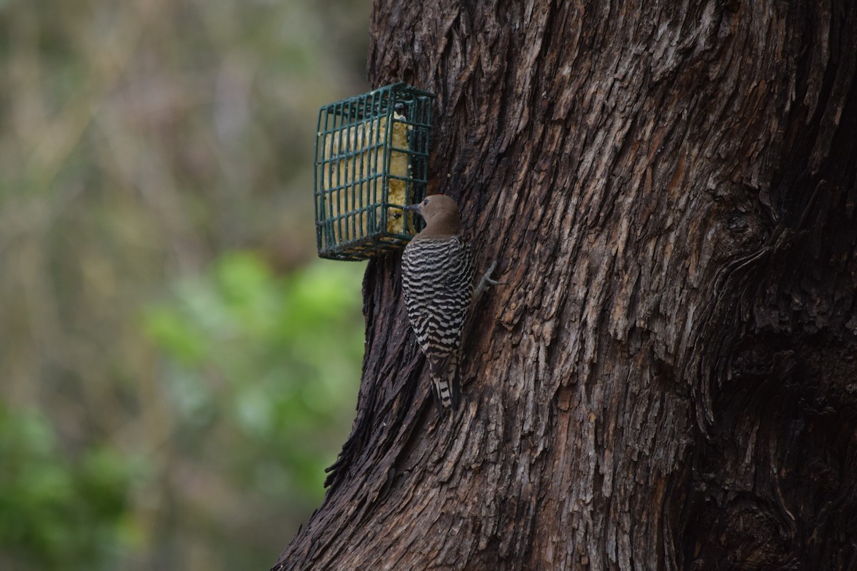 Gila Woodpecker - ML637436391