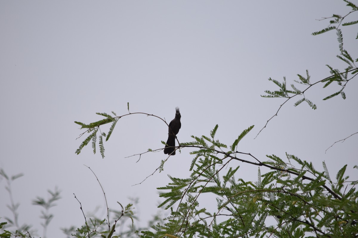 Phainopepla - ML637436405