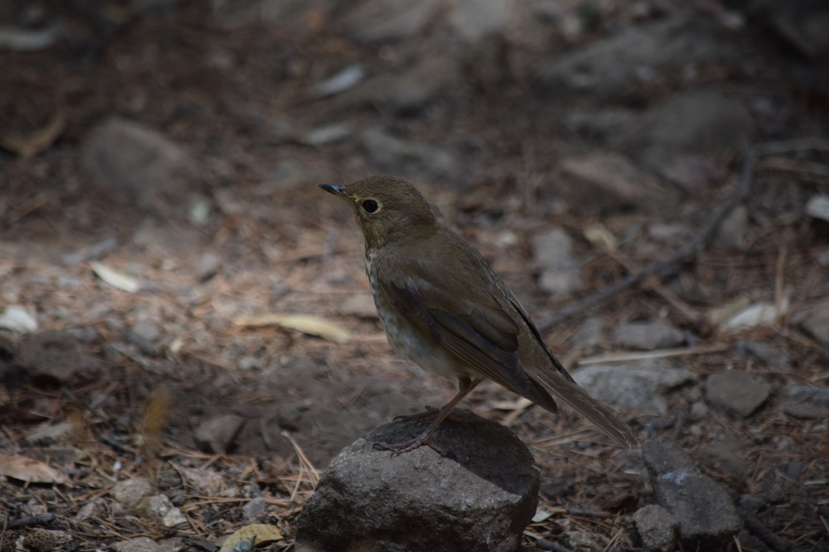 Swainson's Thrush - ML637436486