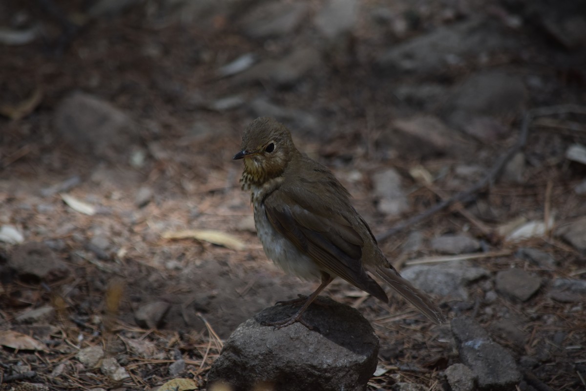 Swainson's Thrush - ML637436488