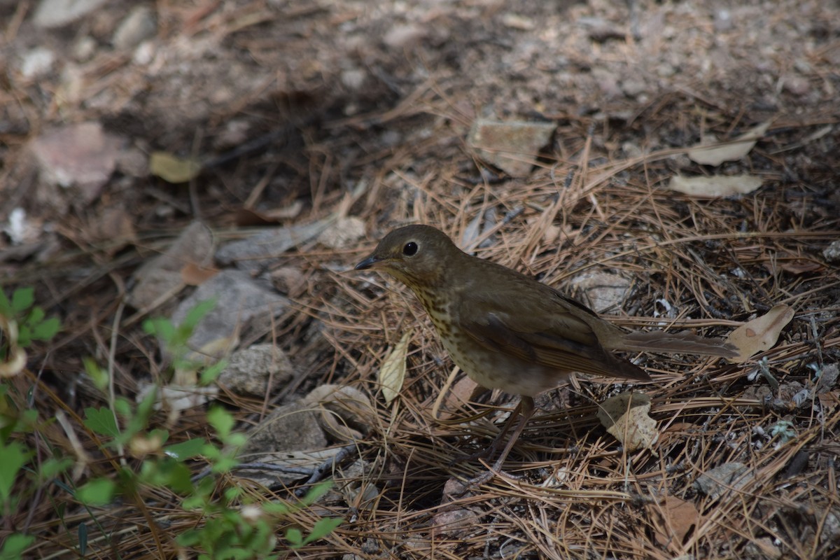 Swainson's Thrush - ML637436489