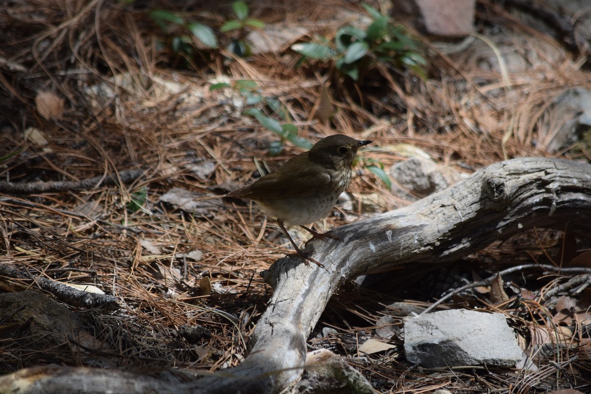 Swainson's Thrush - ML637436490