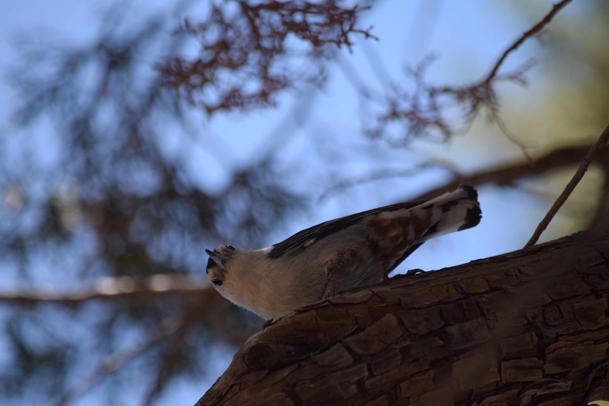 White-breasted Nuthatch (Interior West) - ML637436507