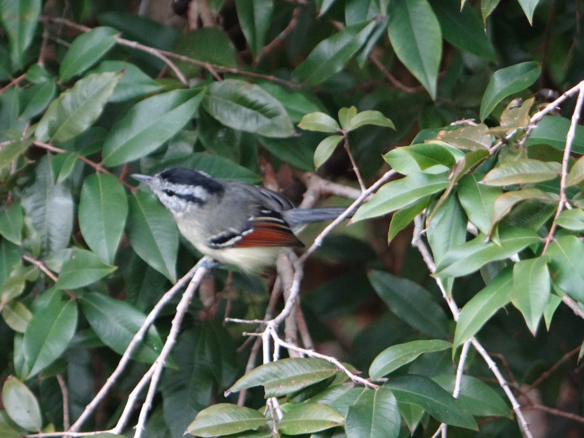 Rufous-margined Antwren - ML637436513