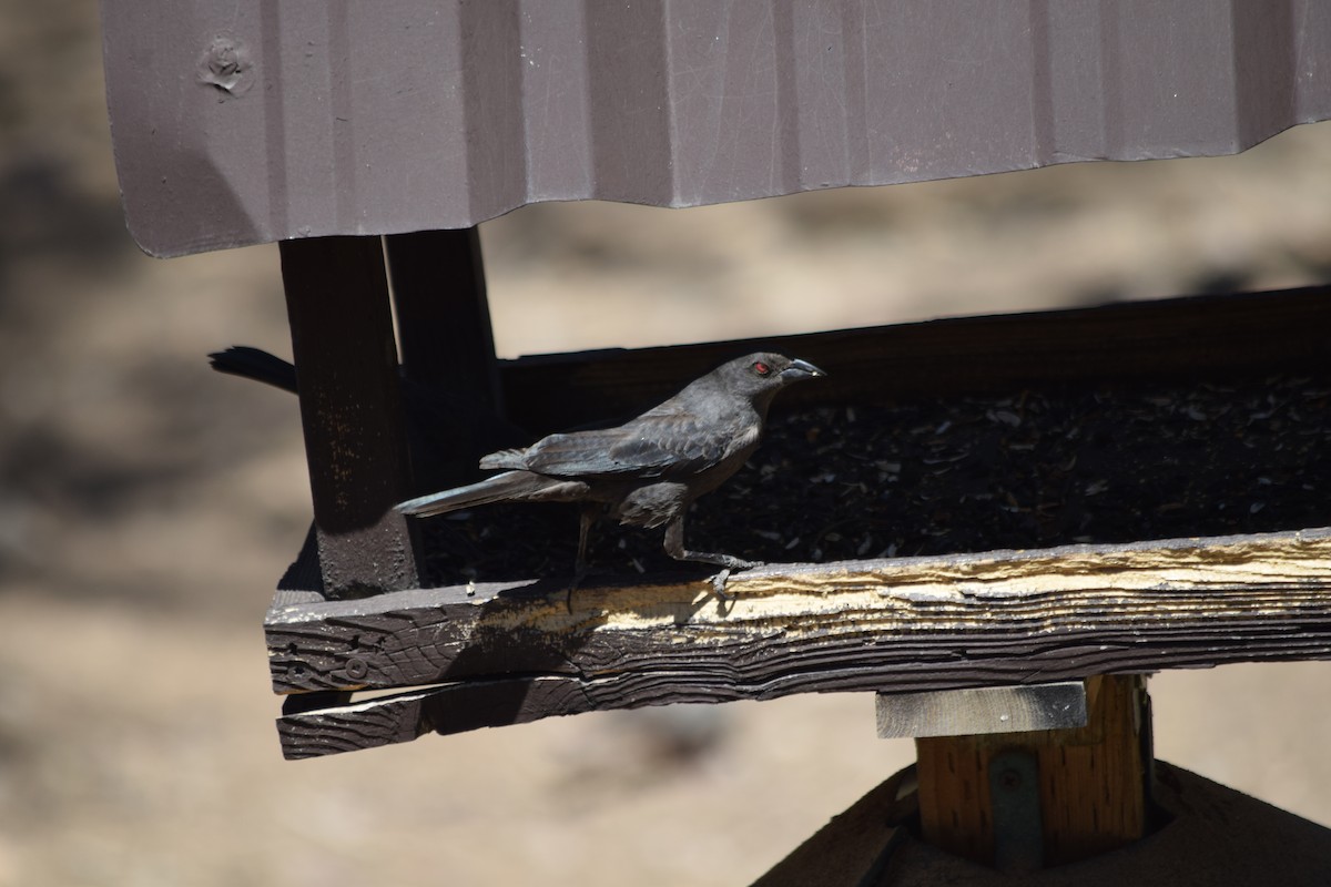 Bronzed Cowbird - ML637436514