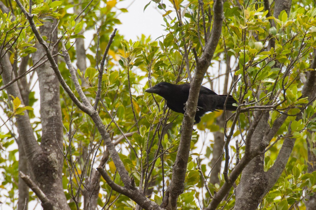 New Caledonian Crow - ML637436521