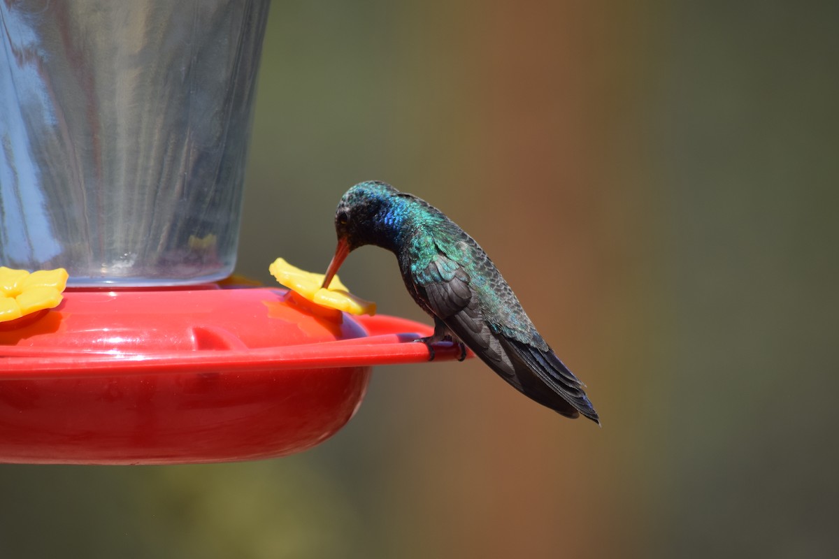 Broad-billed Hummingbird - ML637436531