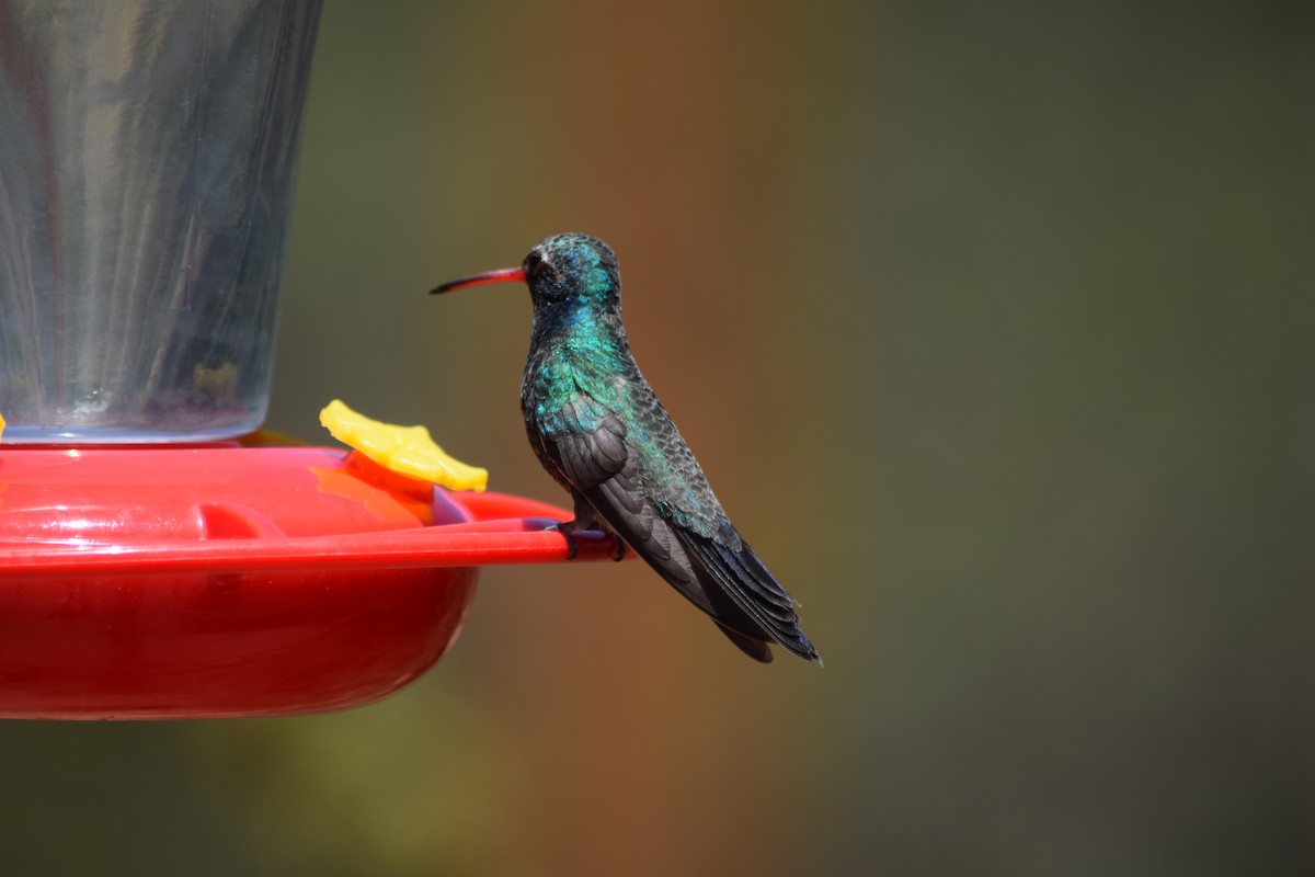 Broad-billed Hummingbird - ML637436532