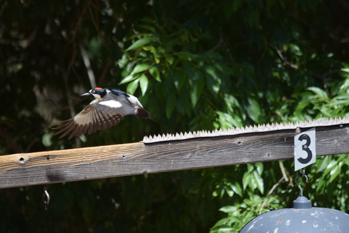 Acorn Woodpecker - ML637436545