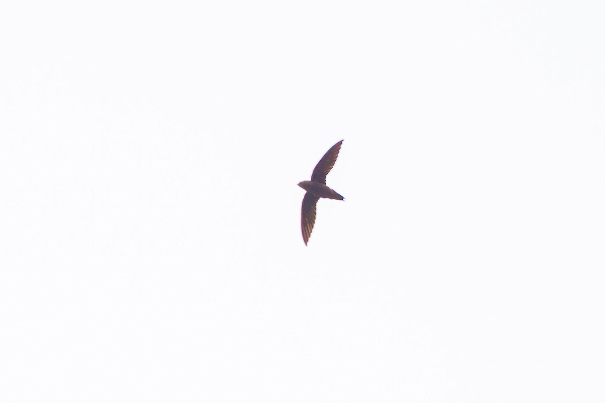 Short-tailed Swift - ML637436576