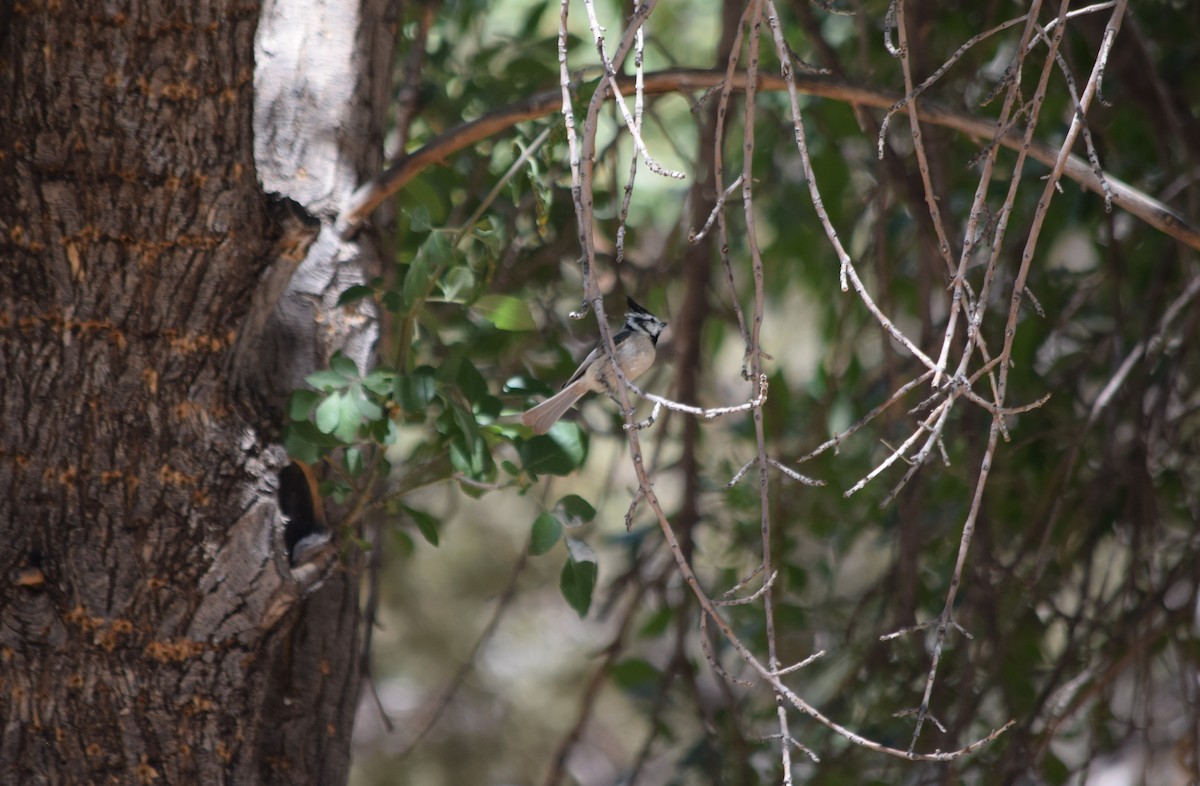 Bridled Titmouse - ML637436606
