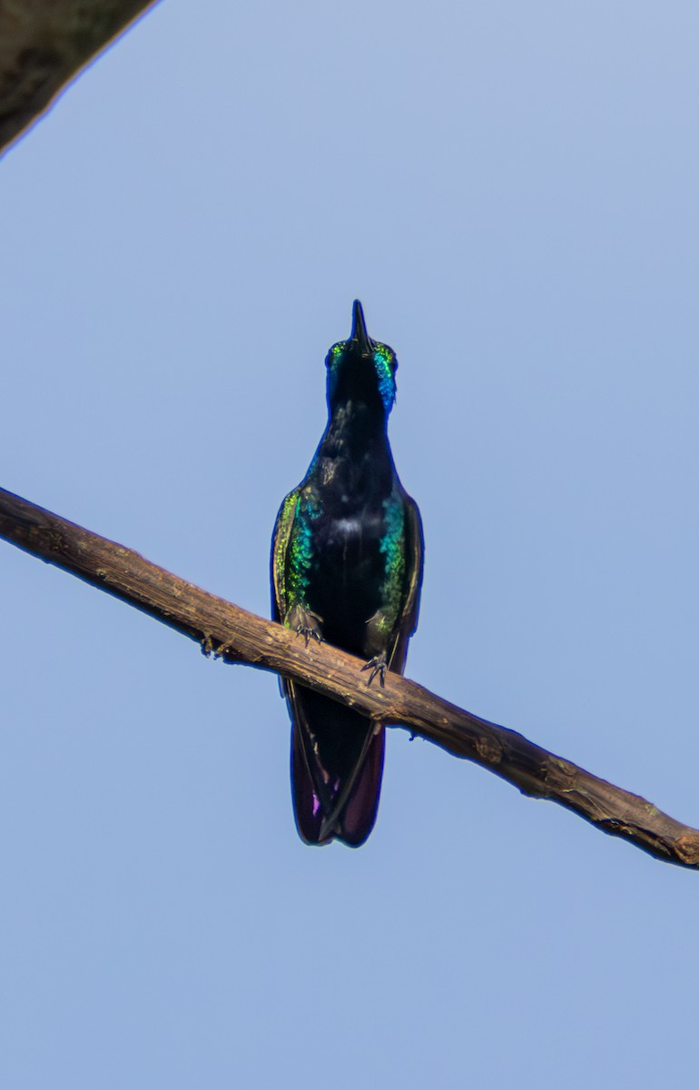 Black-throated Mango (Black-throated) - ML637436668