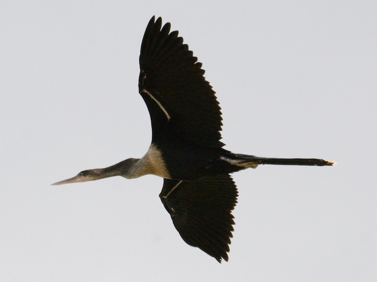 Anhinga - ML637436703