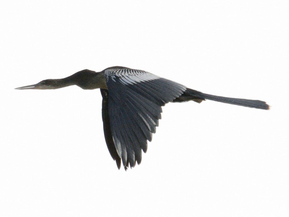 Anhinga - ML637436712