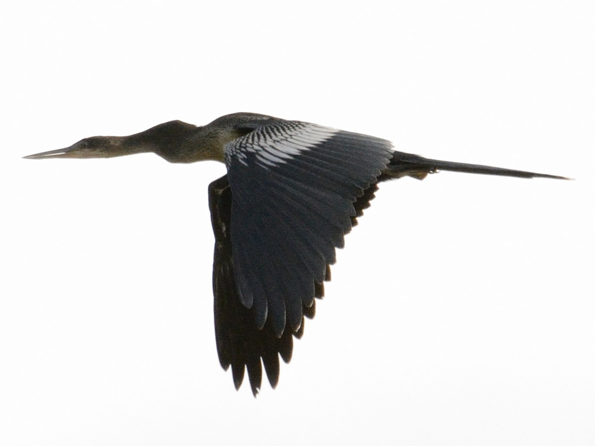 Anhinga - ML637436713