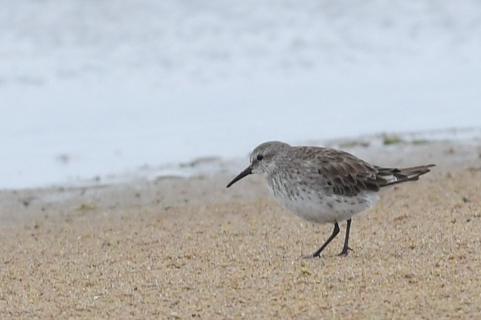 White-rumped Sandpiper - ML637436738
