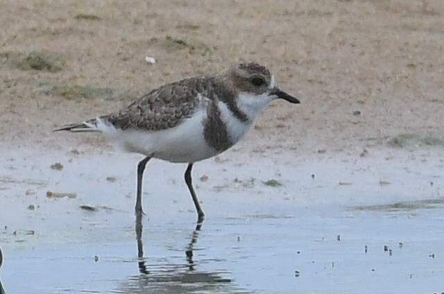 Two-banded Plover - ML637436759