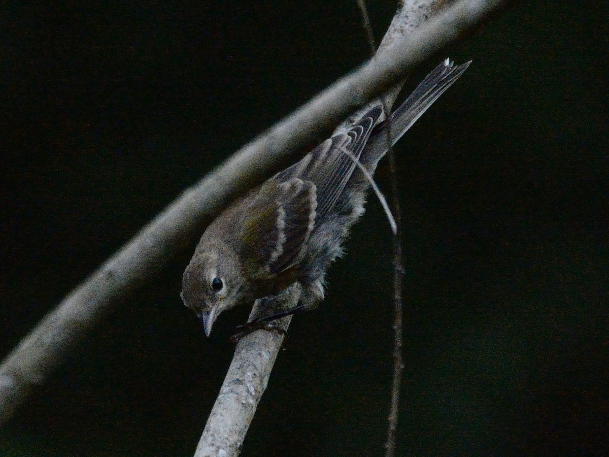 Pine Warbler - ML637436760