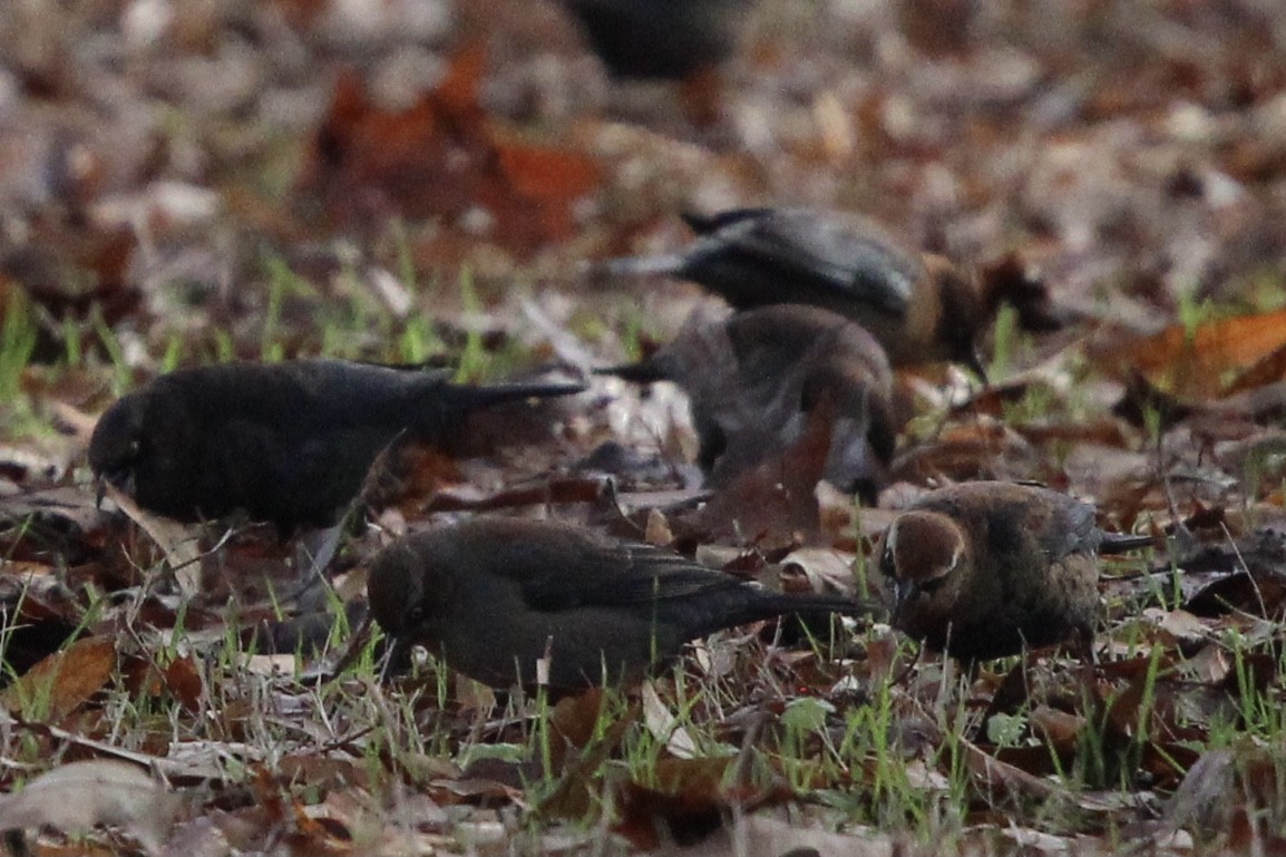 blackbird sp. - ML637436801