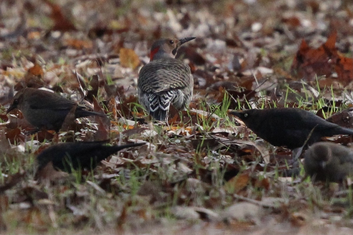 blackbird sp. - ML637436802