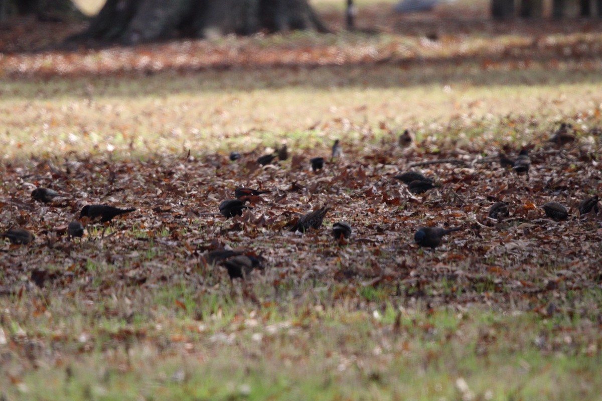blackbird sp. - ML637436803