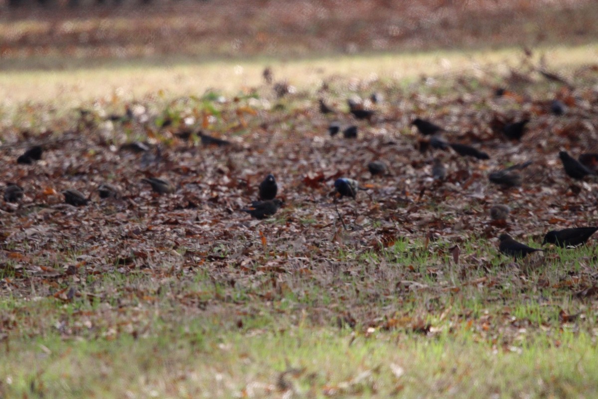 blackbird sp. - ML637436804