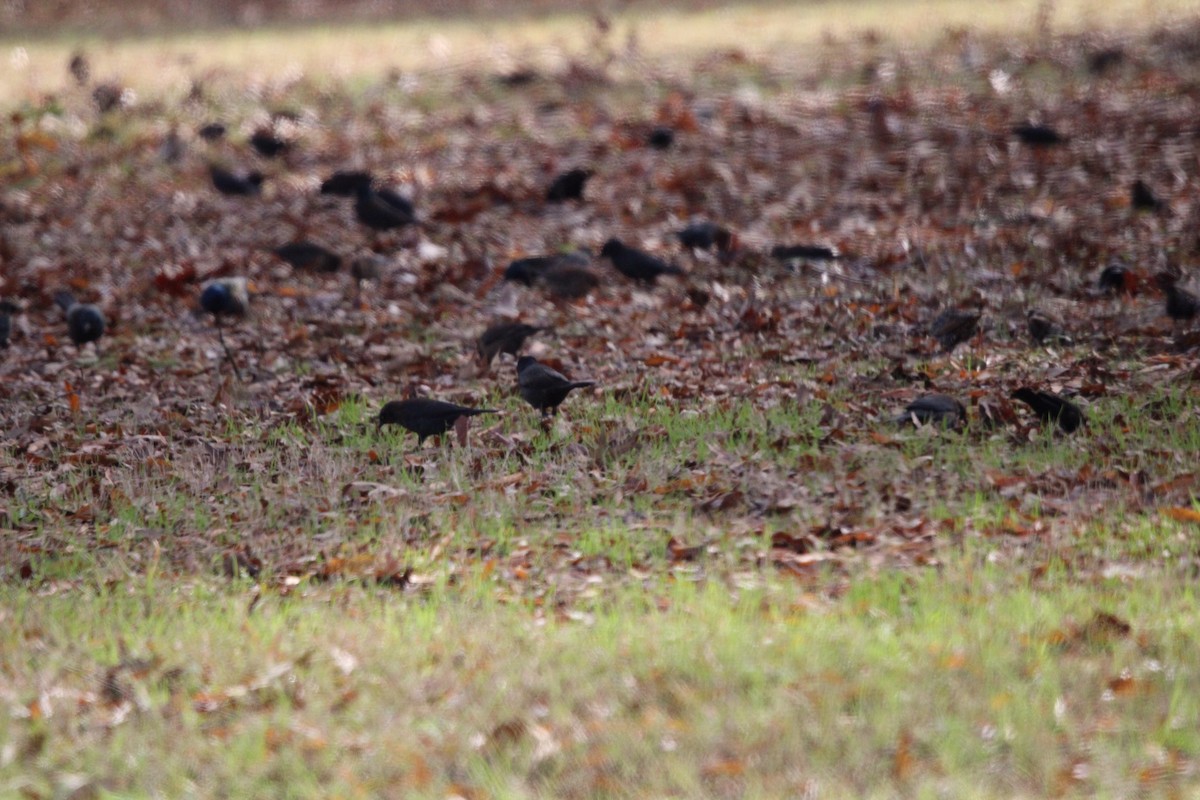 blackbird sp. - ML637436805