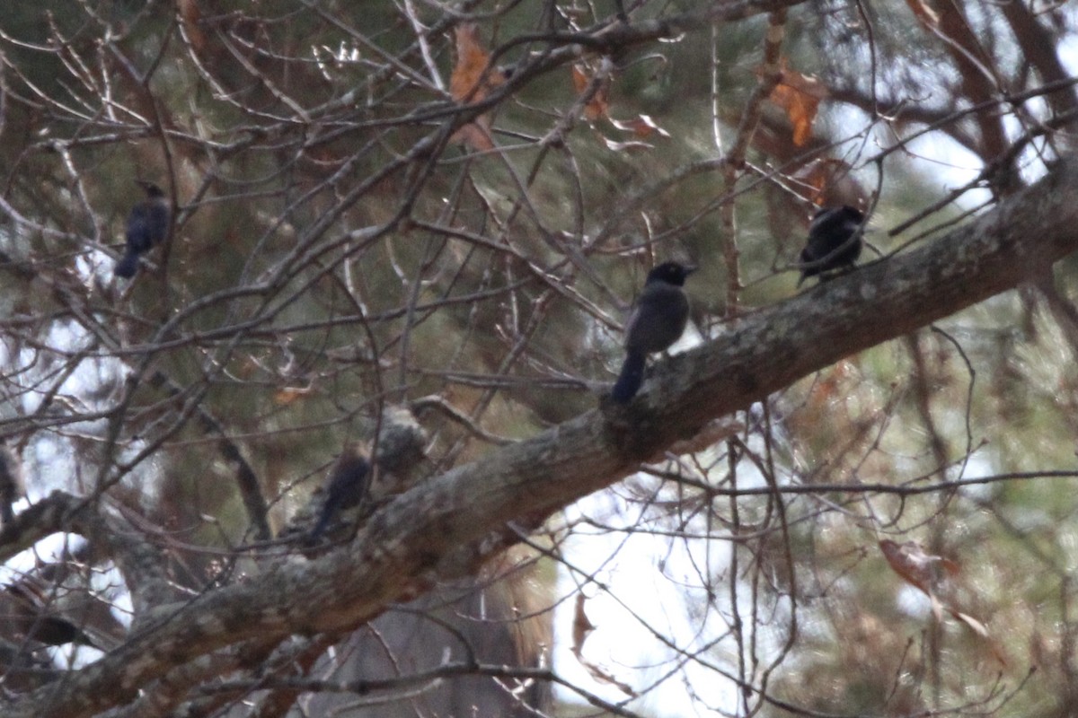 blackbird sp. - ML637436810