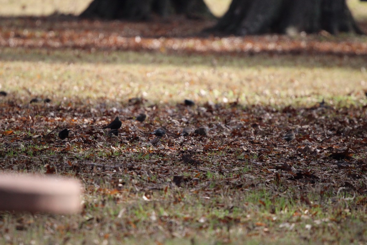 blackbird sp. - ML637436811