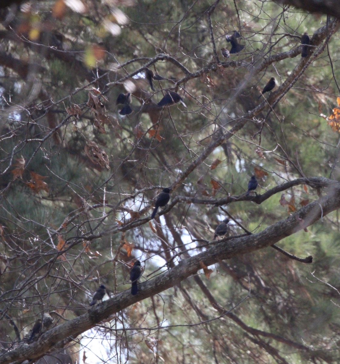 blackbird sp. - ML637436812
