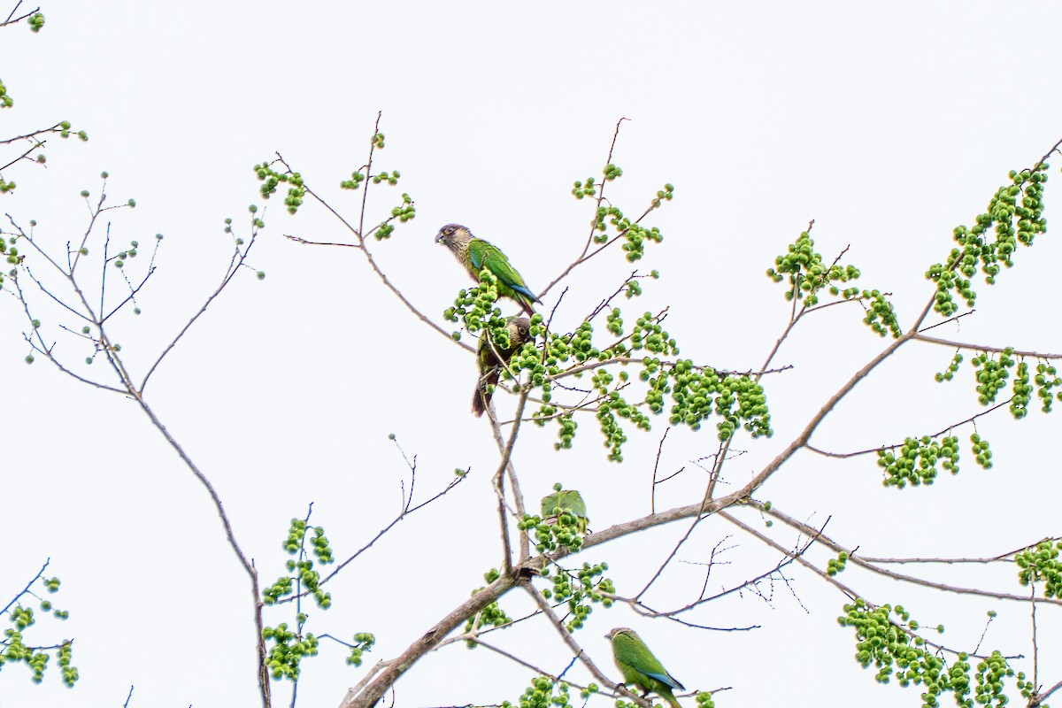 pyrura paráský (ssp. snethlageae) - ML637436927