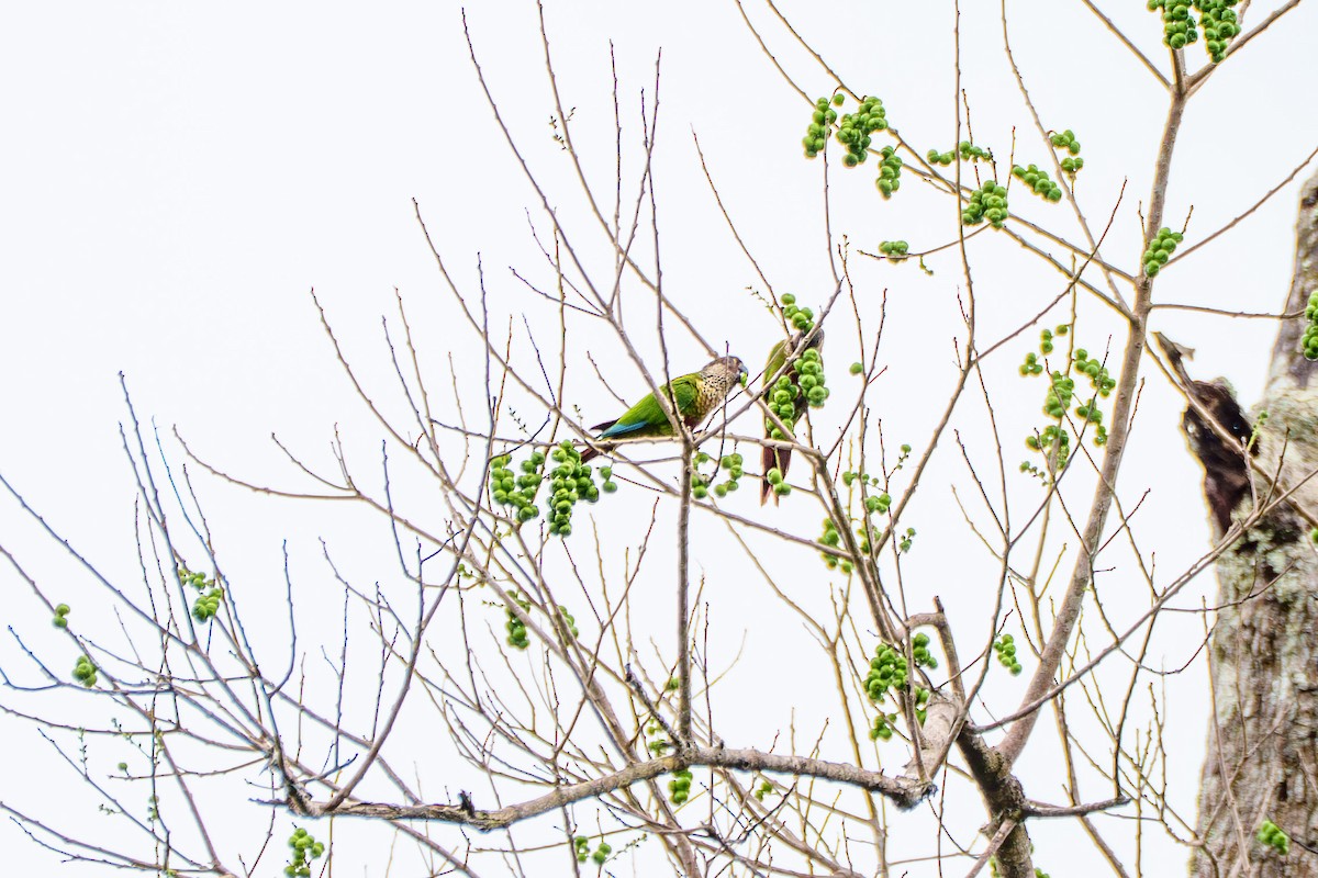 pyrura paráský (ssp. snethlageae) - ML637436928