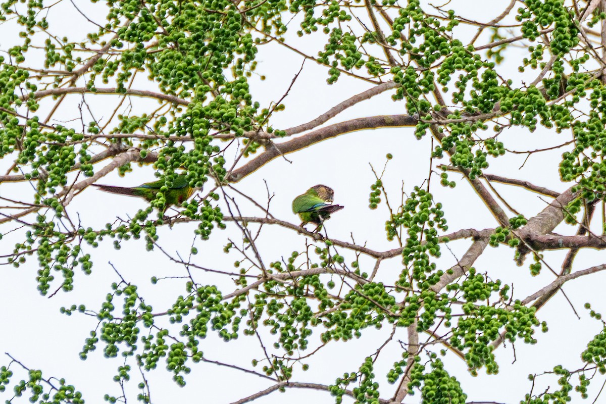 pyrura paráský (ssp. snethlageae) - ML637436929