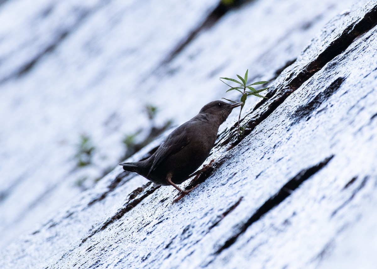American Dipper - ML637436939
