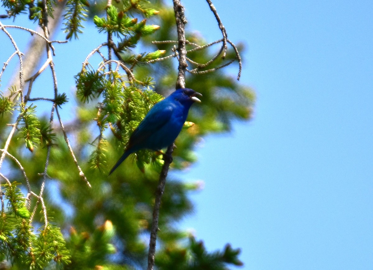 Indigo Bunting - ML637437022