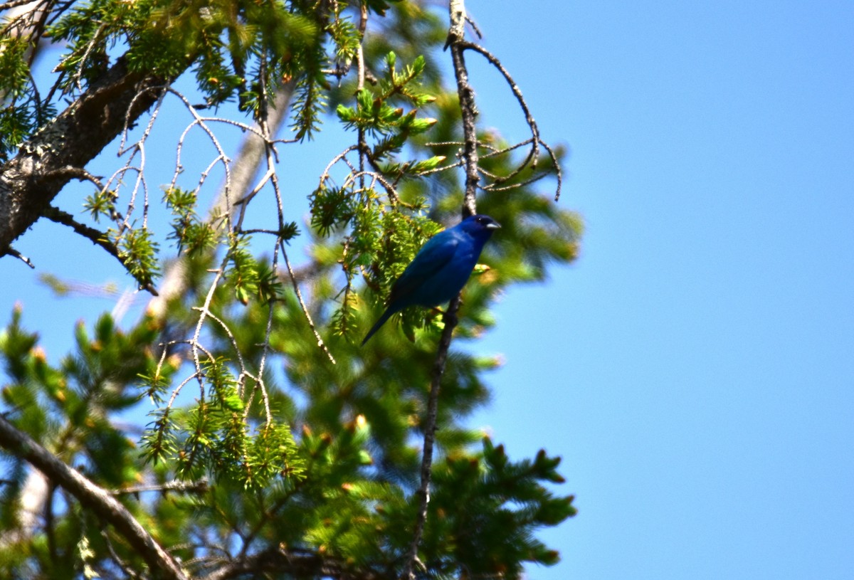 Indigo Bunting - ML637437023