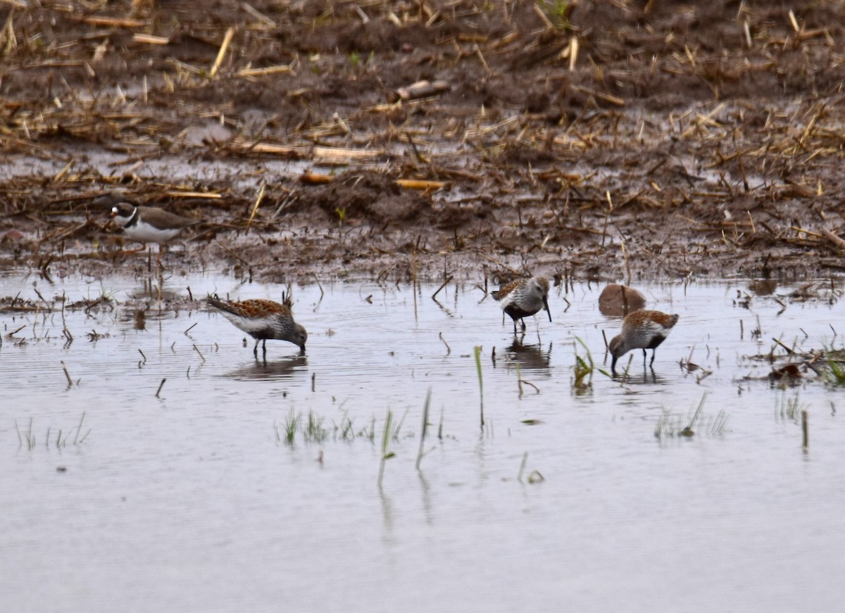 Dunlin - ML637437098