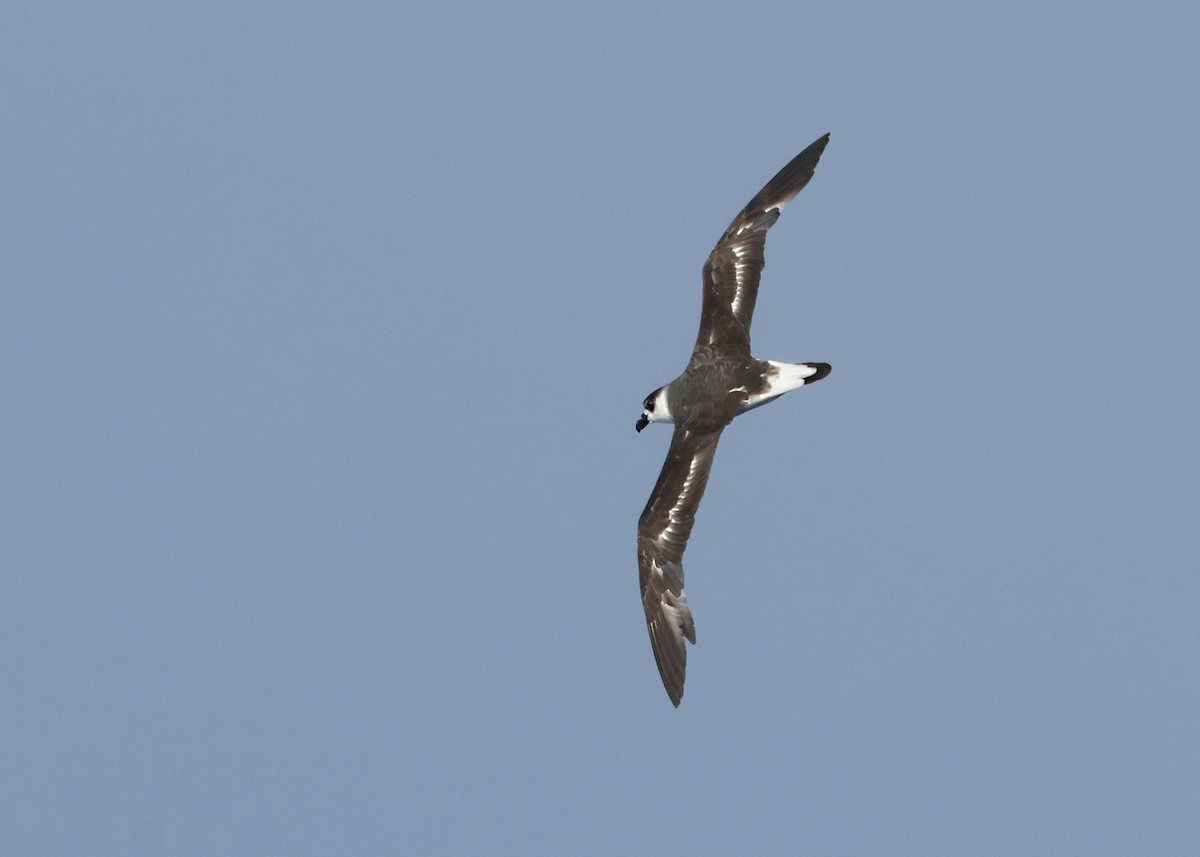 Black-capped Petrel - ML637437263