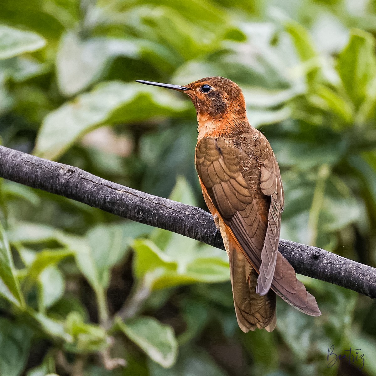 Shining Sunbeam - ML637437265