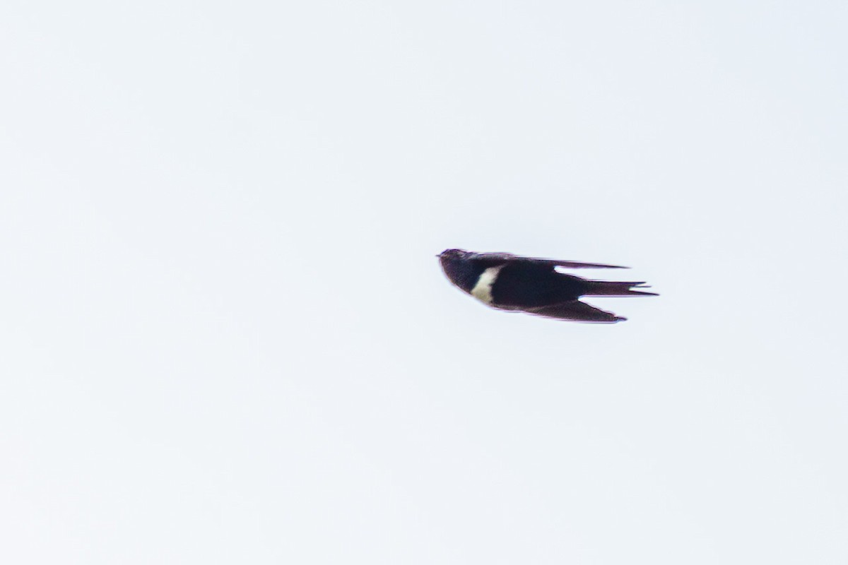 White-banded Swallow - ML637437278