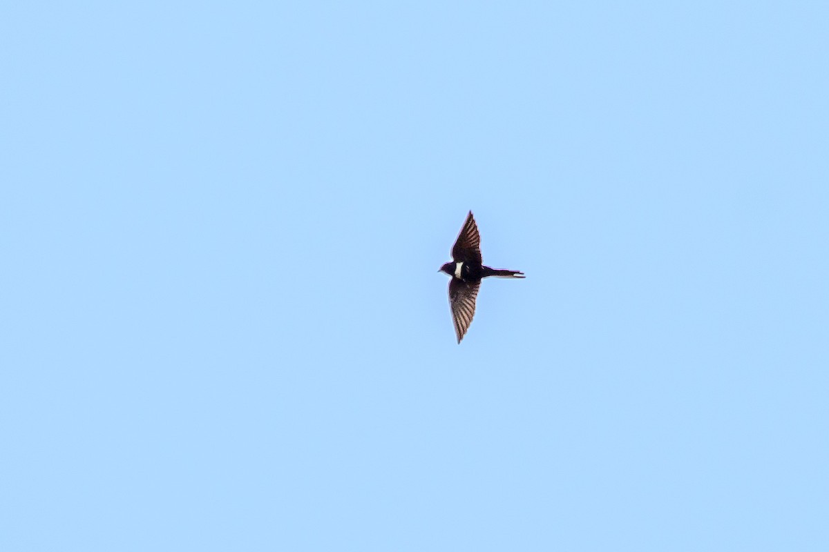 White-banded Swallow - ML637437279